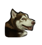 copperminihusky 1（個別スタンプ：13）