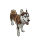 copperminihusky 1（個別スタンプ：14）