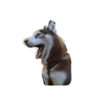 copperminihusky 1（個別スタンプ：15）