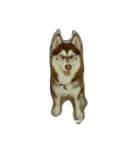 copperminihusky 1（個別スタンプ：16）