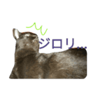 enjoy,Cat.（個別スタンプ：1）
