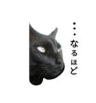 enjoy,Cat.（個別スタンプ：2）