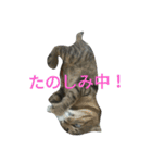 enjoy,Cat.（個別スタンプ：3）
