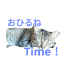 enjoy,Cat.（個別スタンプ：4）