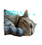 enjoy,Cat.（個別スタンプ：5）