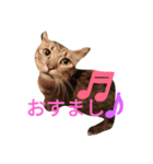 enjoy,Cat.（個別スタンプ：7）