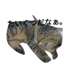 enjoy,Cat.（個別スタンプ：8）