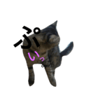 enjoy,Cat.（個別スタンプ：10）