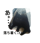 enjoy,Cat.（個別スタンプ：12）