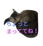 enjoy,Cat.（個別スタンプ：13）