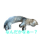 enjoy,Cat.（個別スタンプ：15）