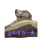 西野家のモモ（個別スタンプ：2）