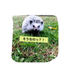 ハリネズミのラテ（個別スタンプ：2）