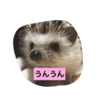 ハリネズミのラテ（個別スタンプ：4）