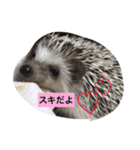 ハリネズミのラテ（個別スタンプ：7）