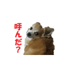 チワワのミルモカⅡ（個別スタンプ：5）