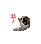 チワワのミルモカⅡ（個別スタンプ：6）
