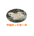 チワワのミルモカⅡ（個別スタンプ：10）