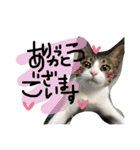 お豆たんのスタンプ（個別スタンプ：3）
