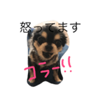 チェルシーです。（個別スタンプ：1）