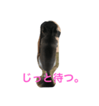 チェルシーです。（個別スタンプ：2）