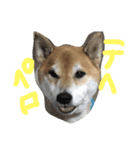 コタスタに（個別スタンプ：5）