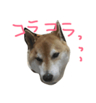 コタスタに（個別スタンプ：7）