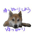 コタスタに（個別スタンプ：8）