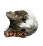 お茶目なミント（個別スタンプ：1）