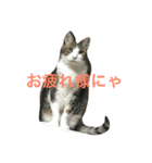 お茶目なミント（個別スタンプ：8）