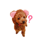 トイプードルの桃太郎くん（個別スタンプ：2）