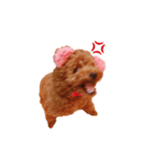 トイプードルの桃太郎くん（個別スタンプ：3）