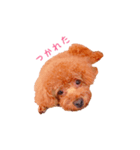 トイプードルの桃太郎くん（個別スタンプ：6）