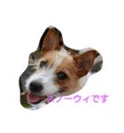 さくらとスノーウィです（個別スタンプ：7）