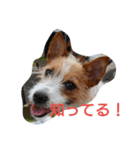 さくらとスノーウィです（個別スタンプ：8）