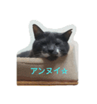グレ蔵さん（個別スタンプ：5）