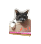 グレ蔵さん（個別スタンプ：15）
