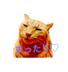 かまとクロ（個別スタンプ：3）