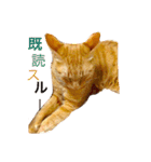 かまとクロ（個別スタンプ：4）