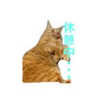 かまとクロ（個別スタンプ：10）