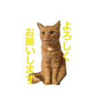 かまとクロ（個別スタンプ：12）