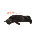 かまとクロ（個別スタンプ：16）