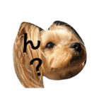 愛犬リズムの気持ち。（個別スタンプ：1）