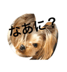 愛犬リズムの気持ち。（個別スタンプ：2）