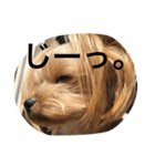 愛犬リズムの気持ち。（個別スタンプ：3）