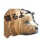 愛犬リズムの気持ち。（個別スタンプ：4）