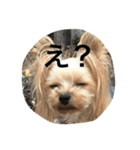 愛犬リズムの気持ち。（個別スタンプ：5）