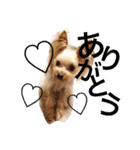 愛犬リズムの気持ち。（個別スタンプ：7）