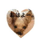 愛犬リズムの気持ち。（個別スタンプ：8）