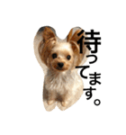 愛犬リズムの気持ち。（個別スタンプ：9）
